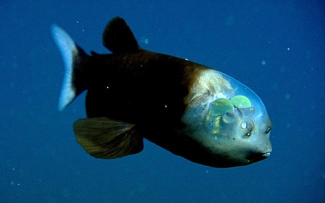 Малоротая макропинна рыба