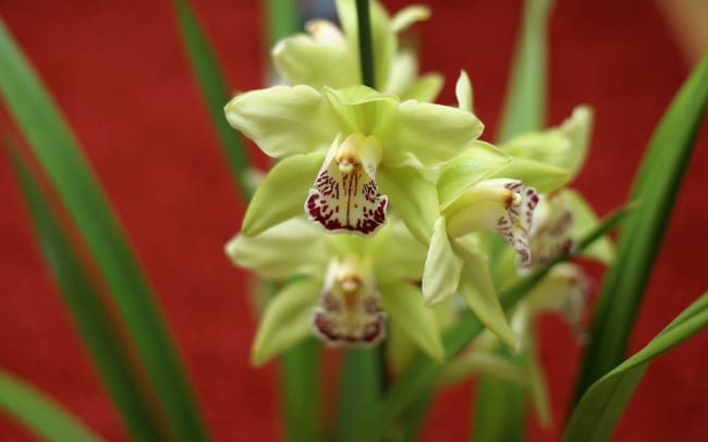 Orchidej Shenzhen Nongke