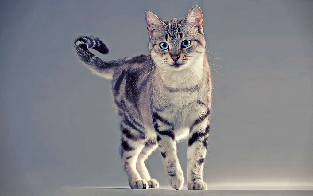 Десять популярных породы кошек
